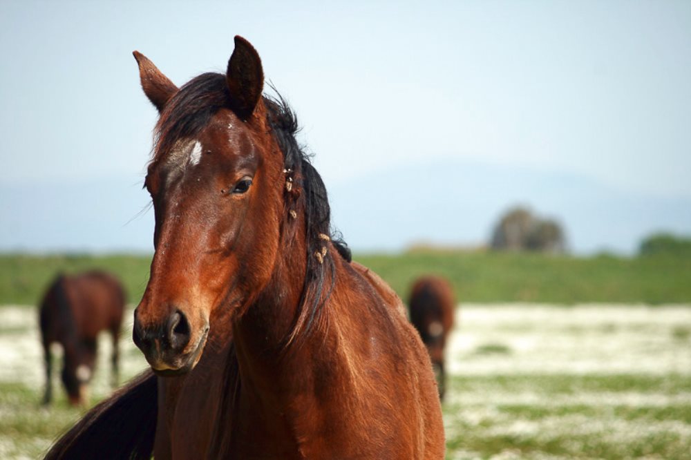 La Val d’Orcia a cavallo